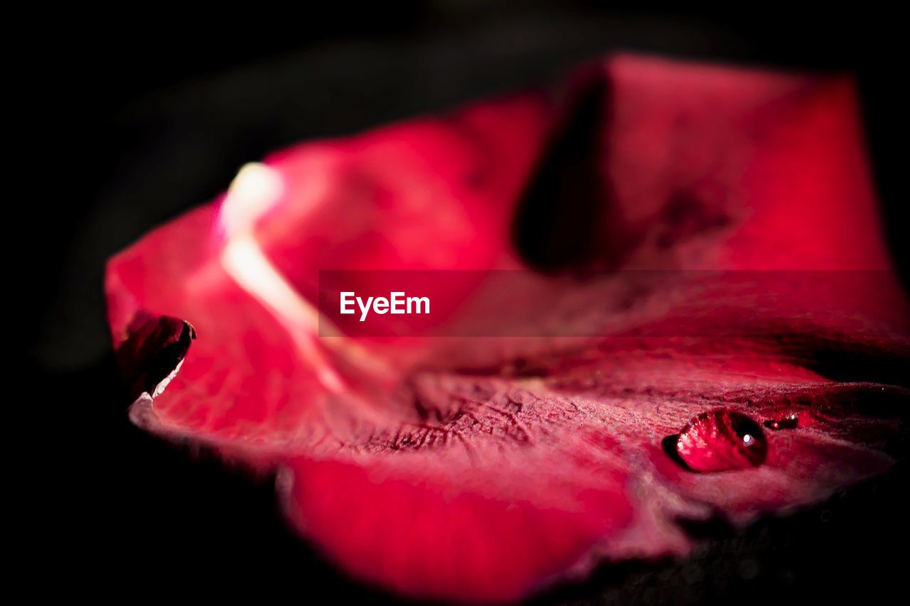 CLOSE UP OF RED FLOWER