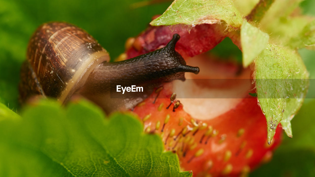 CLOSE-UP OF SNAIL IN A GREEN LEAF