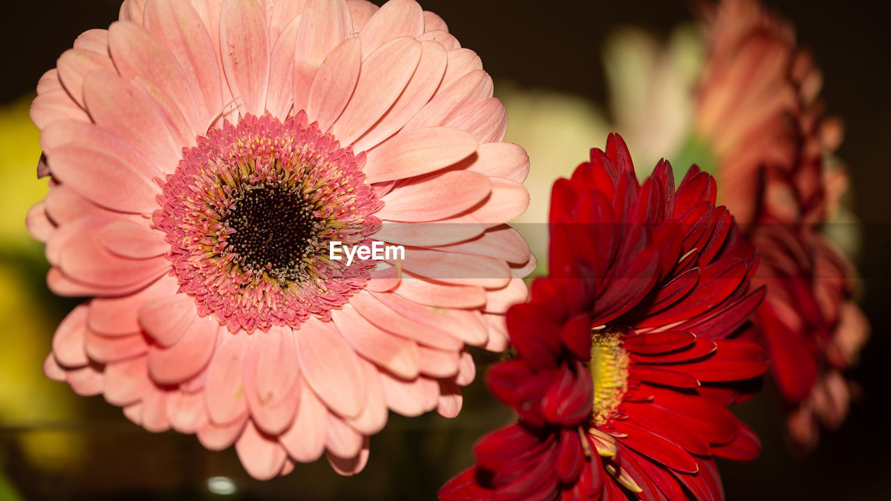 flower, flowering plant, plant, freshness, beauty in nature, flower head, petal, inflorescence, close-up, fragility, nature, macro photography, red, growth, pollen, pink, focus on foreground, floristry, daisy, gerbera daisy, no people, blossom, outdoors, plant stem