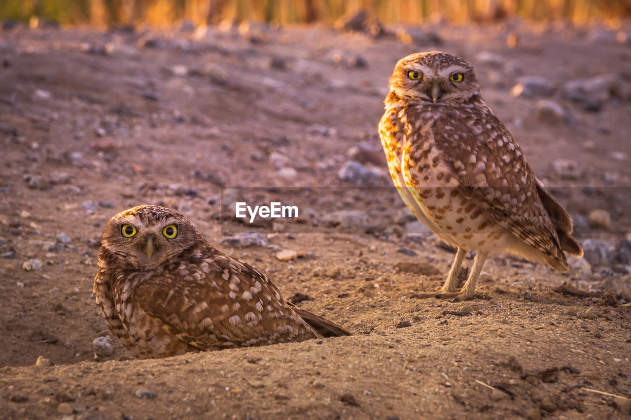 Close-up of owls