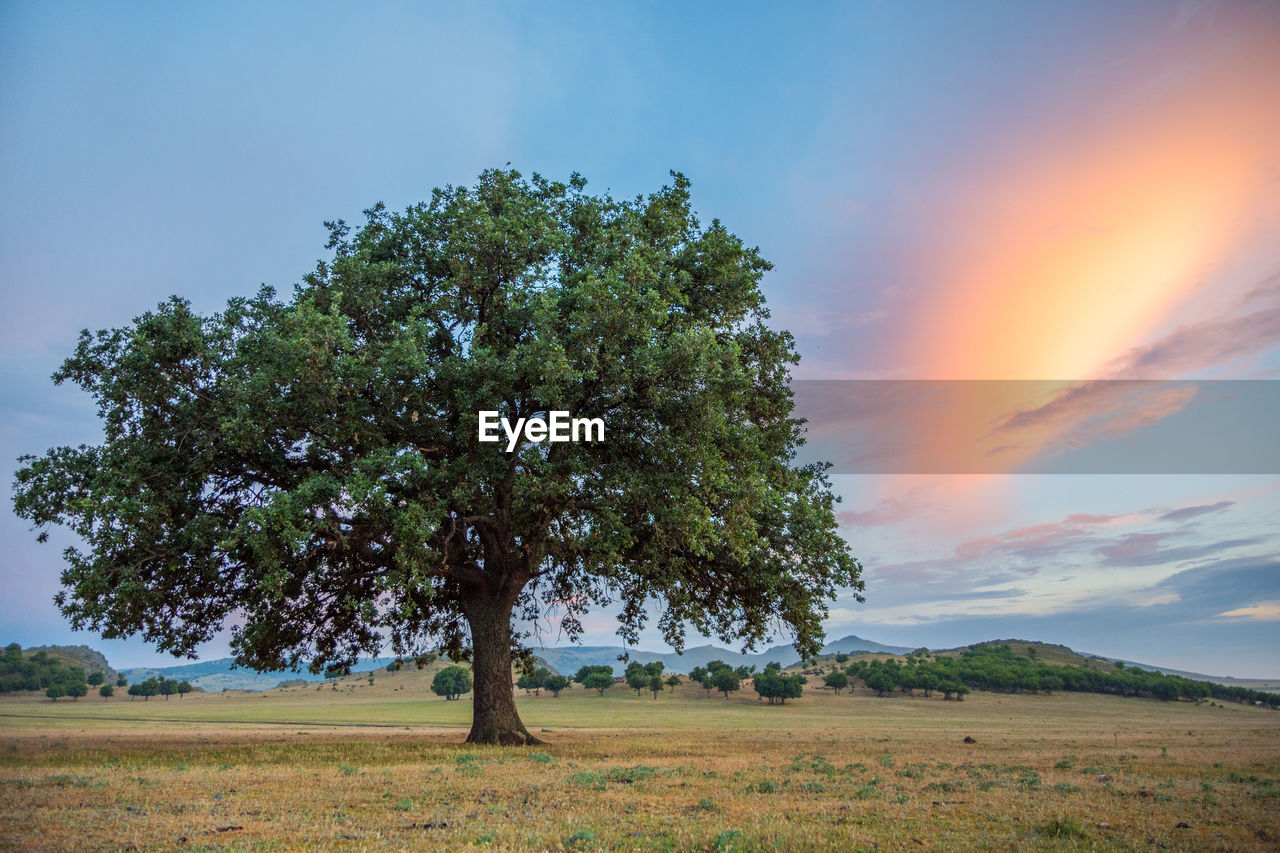 TREES ON FIELD AGAINST SKY DURING SUNSET