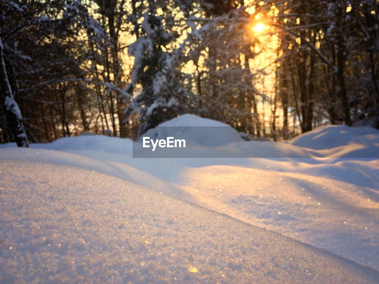 Sunlight emitting through bare trees on snow covered field