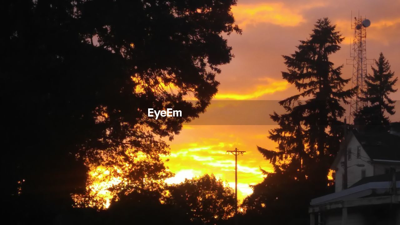 Low angle view of silhouette trees against sky at sunset