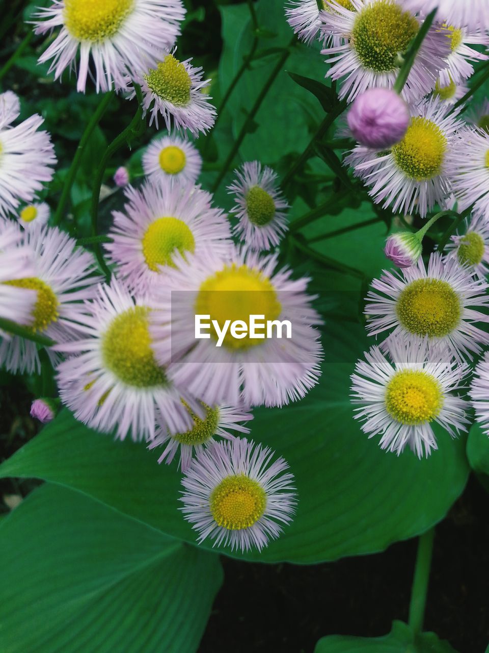 CLOSE-UP OF WHITE DAISY FLOWERS