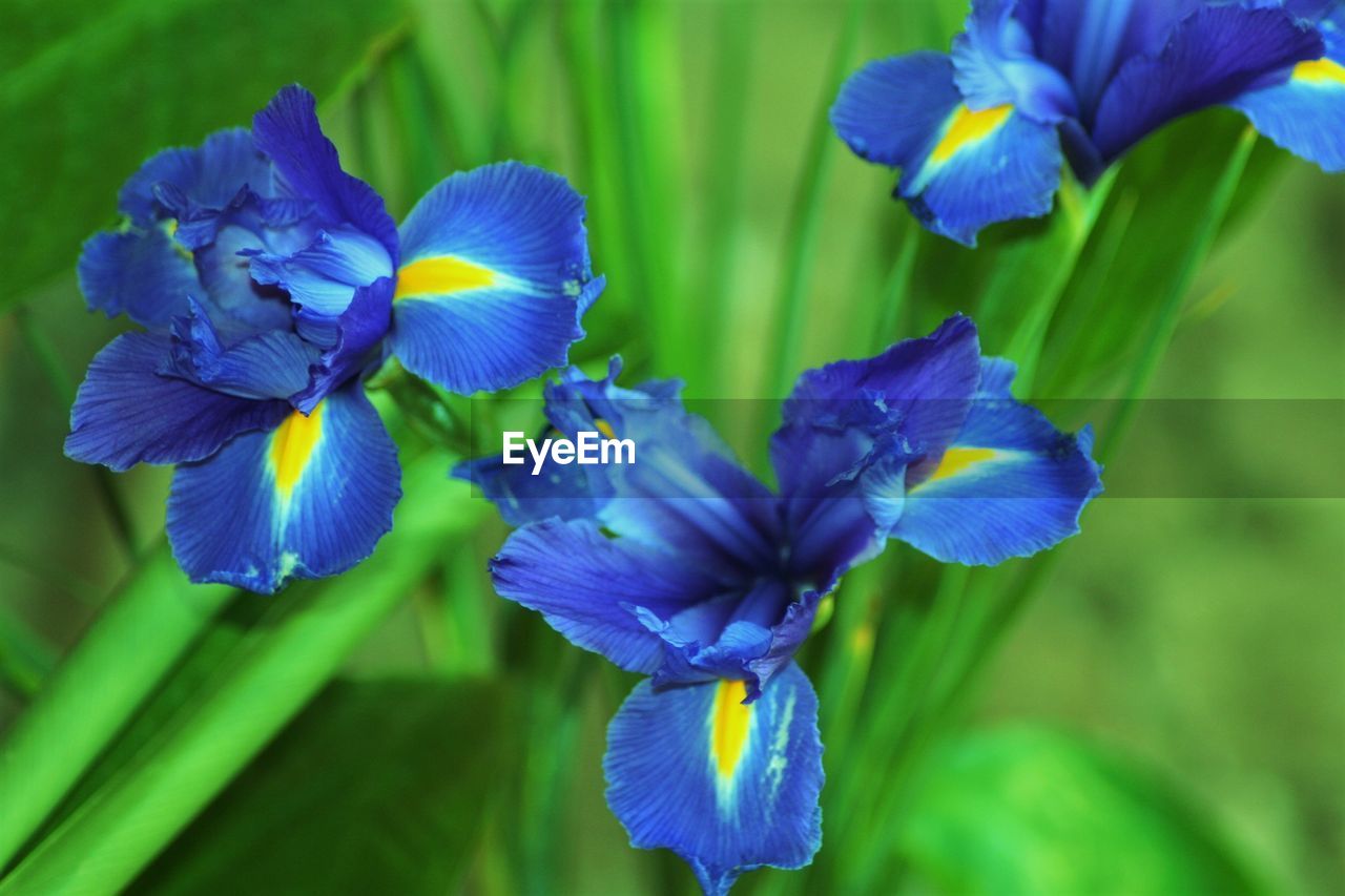 CLOSE-UP OF PURPLE FLOWERS