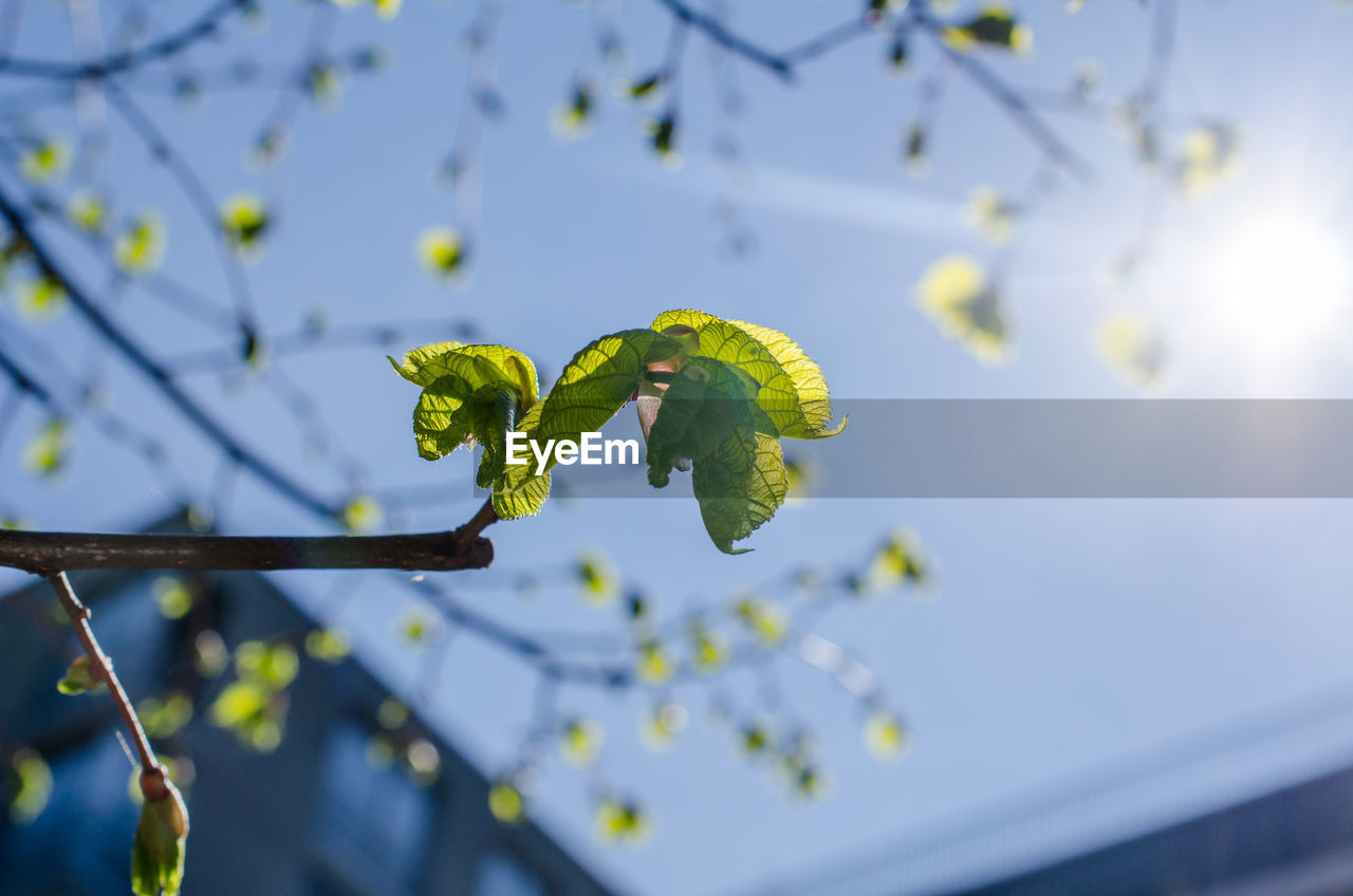 Close-up of flowering plant against blue sky