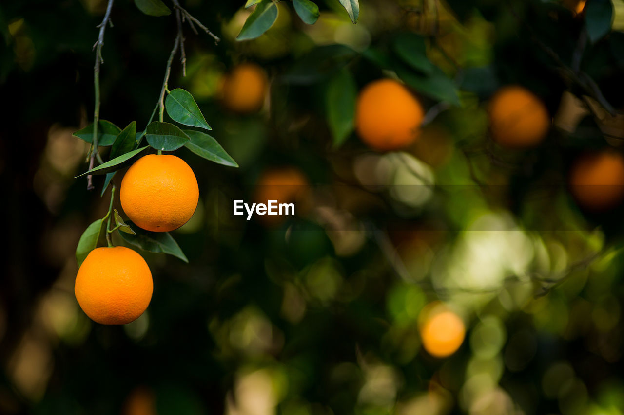 CLOSE-UP OF ORANGE FRUITS