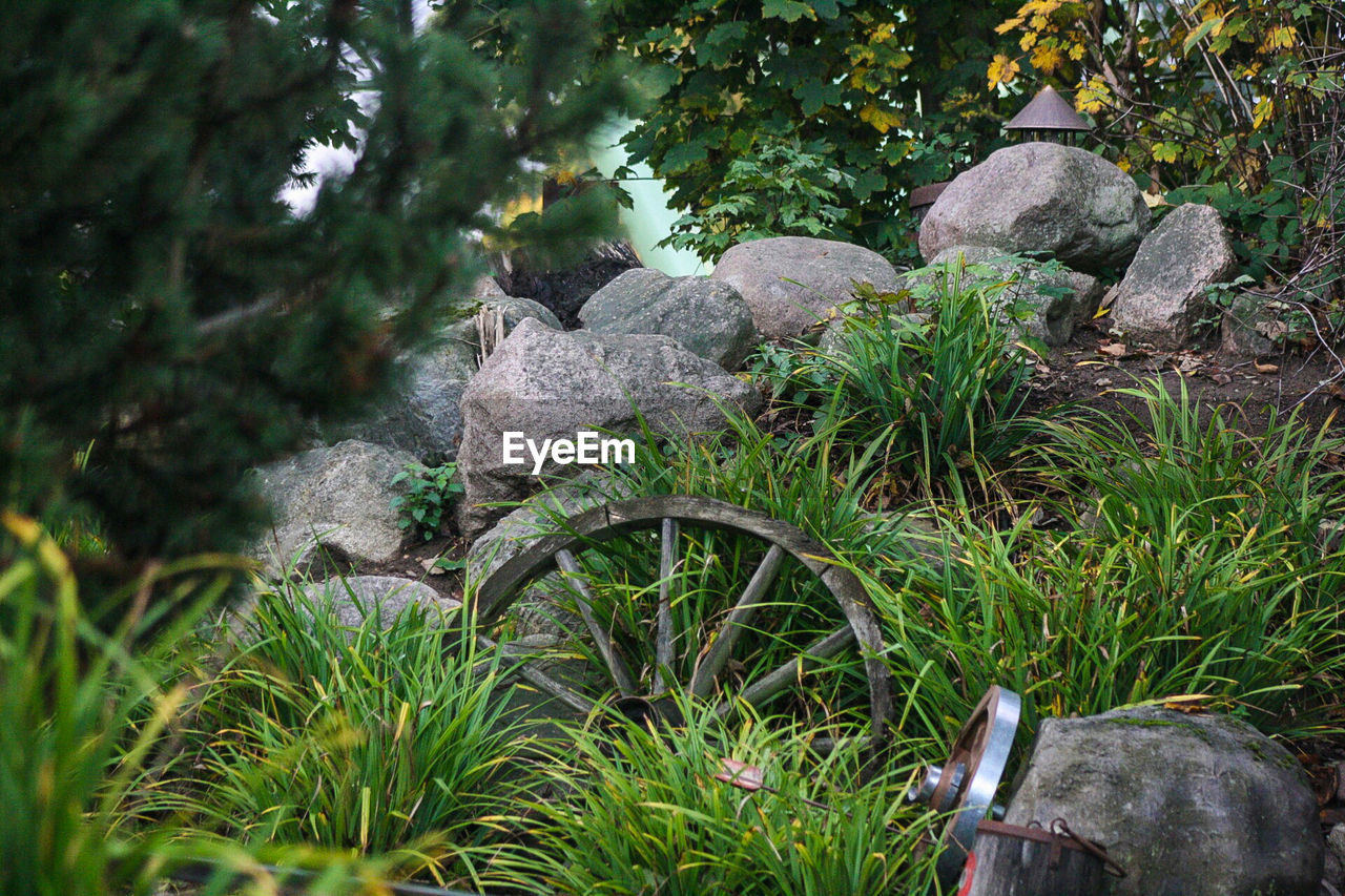 VIEW OF TREES AND ROCK