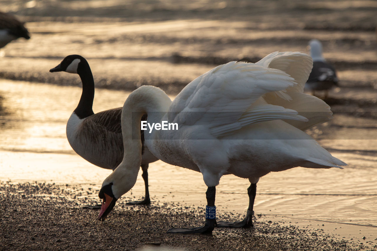 Close-up of swans on beach