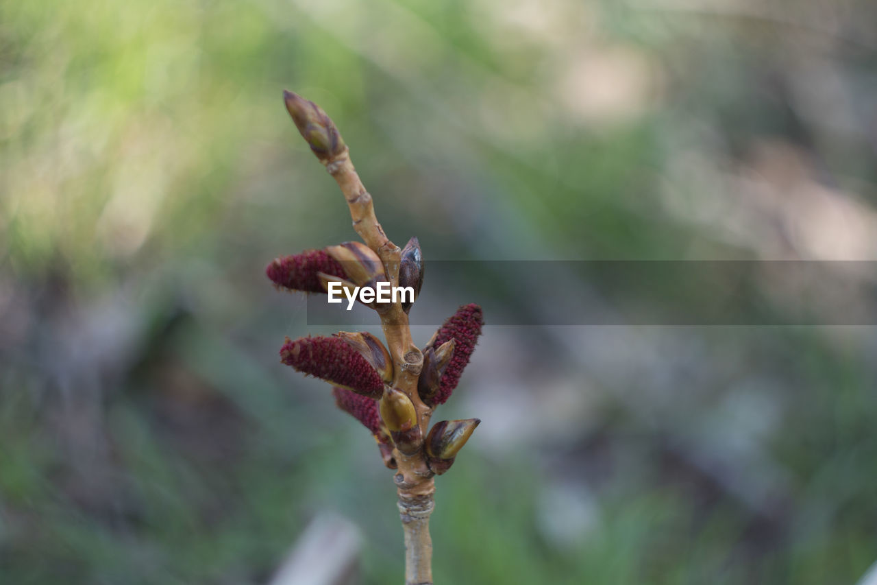 CLOSE-UP OF PLANT WITH BUDS