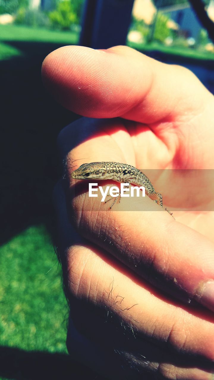 Close-up of cropped hand holding lizard