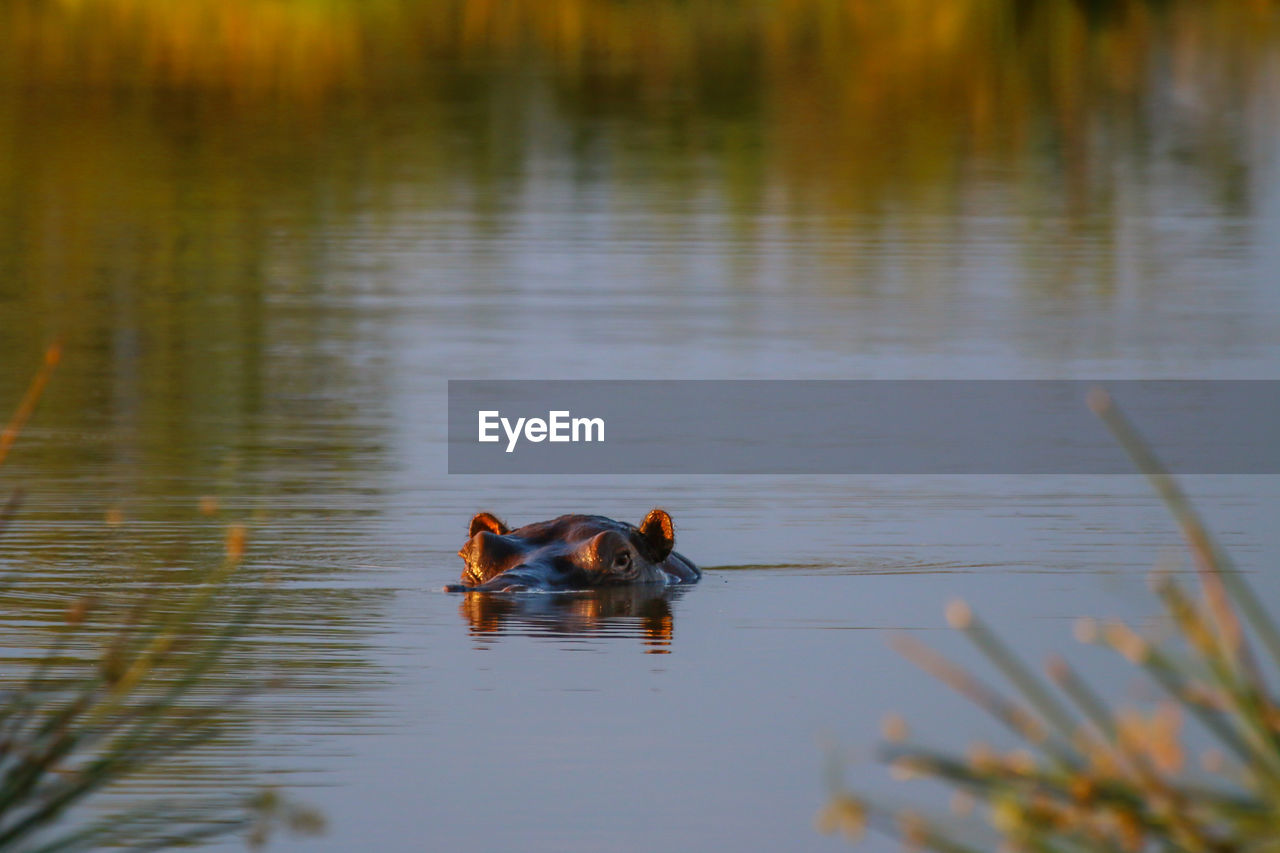 Hippopotamus swimming in lake