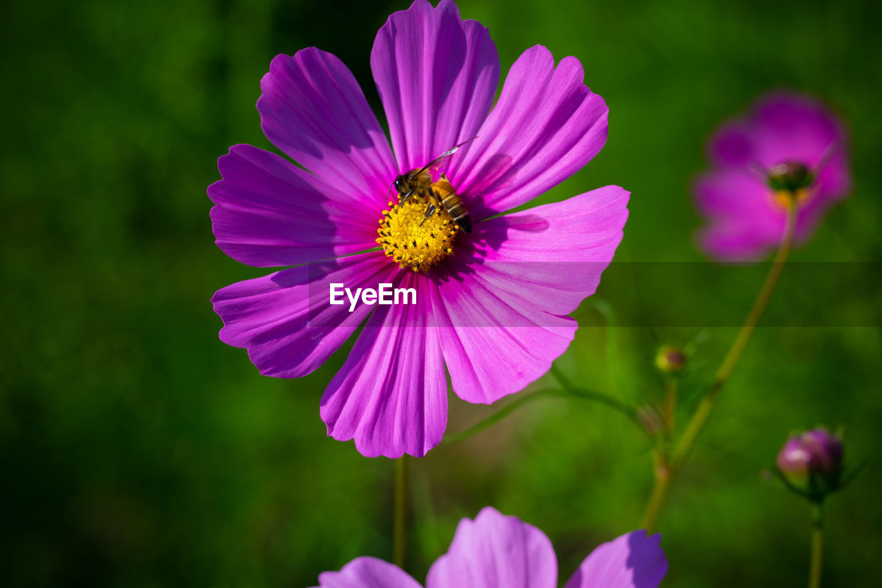 CLOSE-UP OF PINK FLOWERS BLOOMING