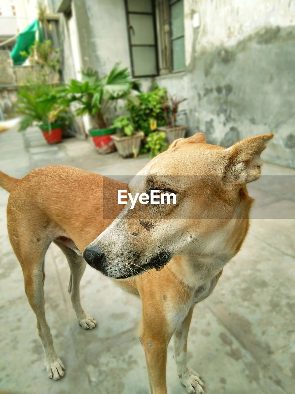 CLOSE-UP OF DOG AGAINST BLURRED BACKGROUND