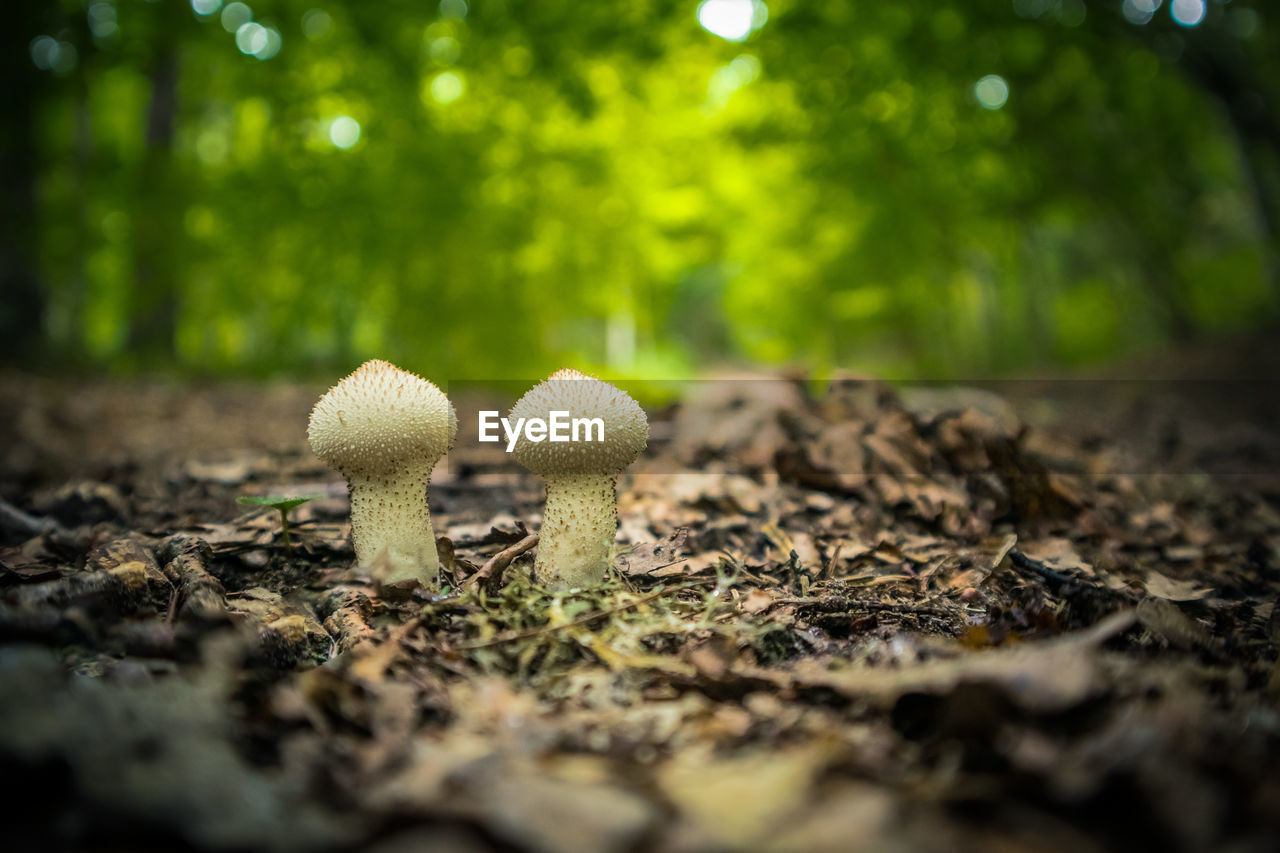 Beautiful edible mushroom growing in the forest in late summer. woodland scenery in northern europe.