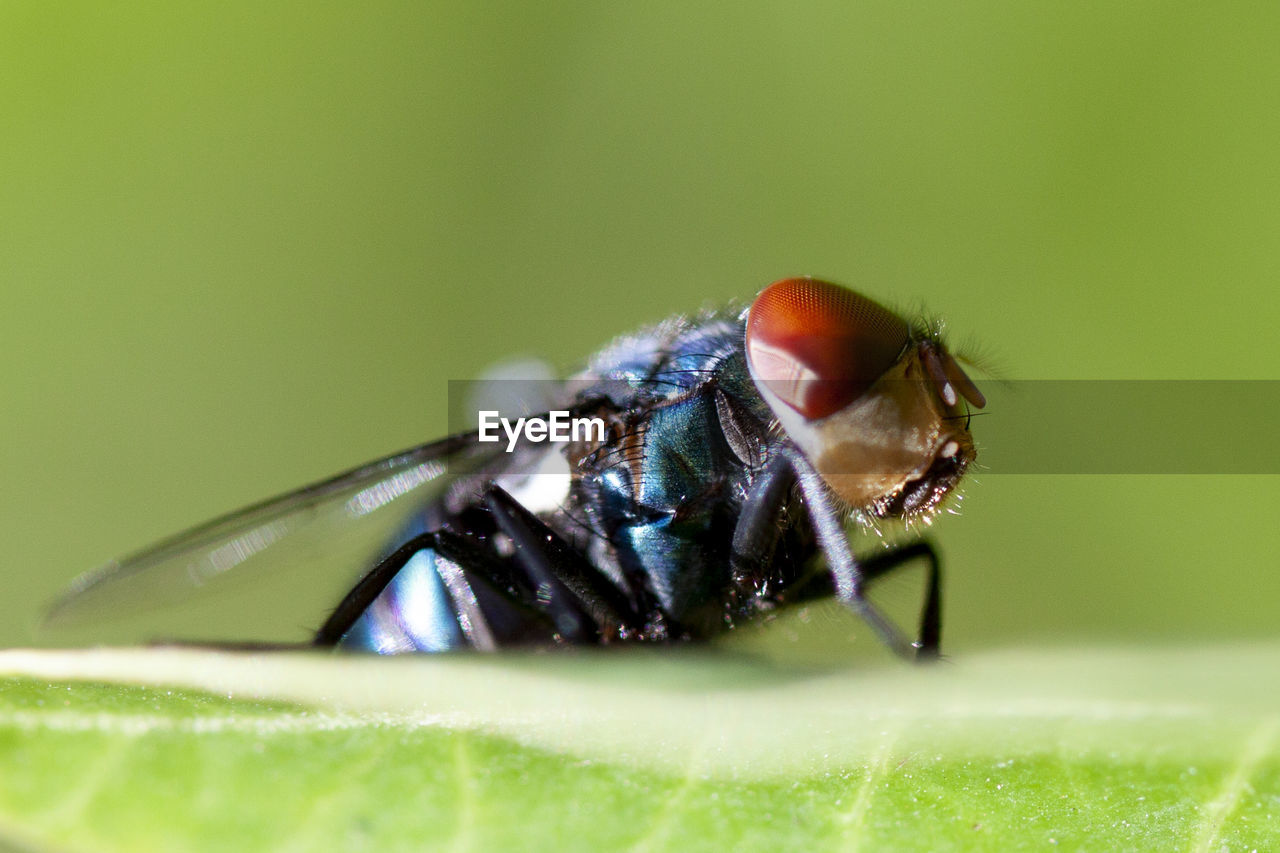 CLOSE-UP OF INSECT ON LEAF