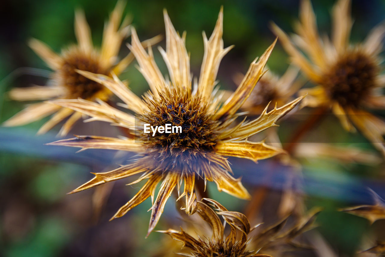 plant, flower, flowering plant, nature, beauty in nature, macro photography, close-up, freshness, growth, flower head, no people, inflorescence, focus on foreground, fragility, outdoors, summer, land, yellow, landscape, wildflower, selective focus, medicine, food, botany, environment, sunlight, sky, seed, field, food and drink, macro, rural scene, day, plant part, leaf, petal