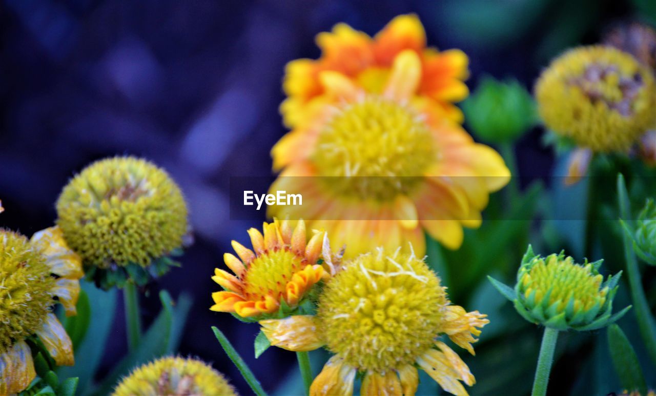 Close-up of yellow flowering plant