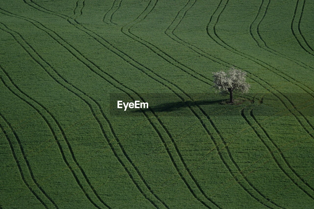 landscape, agriculture, green, rural scene, land, farm, field, environment, soil, nature, crop, scenics - nature, growth, plant, high angle view, no people, pattern, beauty in nature, day, paddy field, plain, tranquility, grassland, aerial view, outdoors, tranquil scene, animal, animal themes, grass, cultivated land, cereal plant, full frame