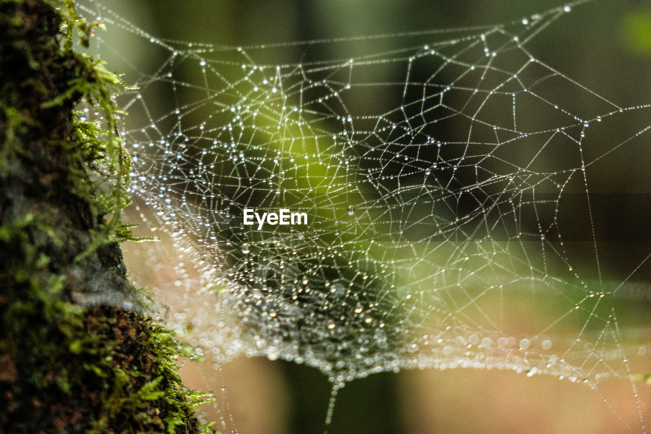 CLOSE-UP OF SPIDER WEB ON A PLANT