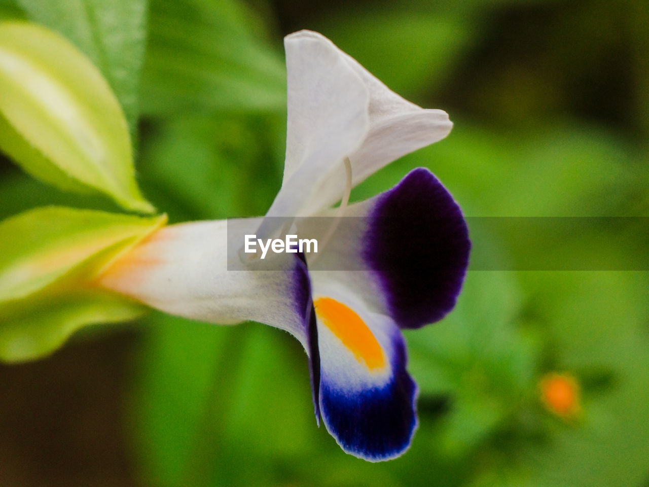 CLOSE-UP OF PURPLE IRIS