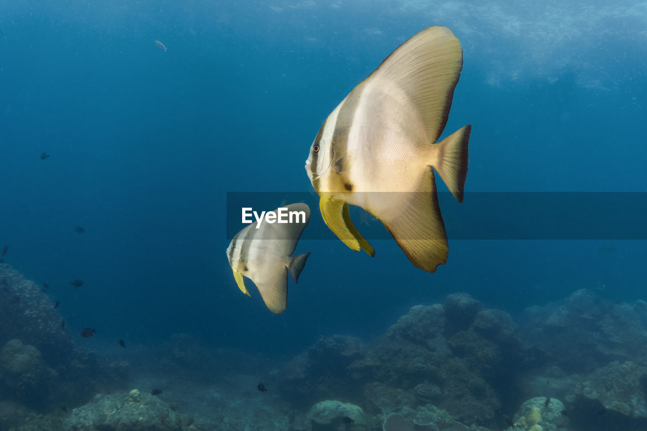 CLOSE-UP OF YELLOW FISH SWIMMING IN SEA