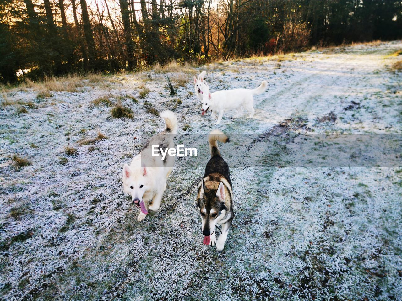 VIEW OF DOGS IN WATER