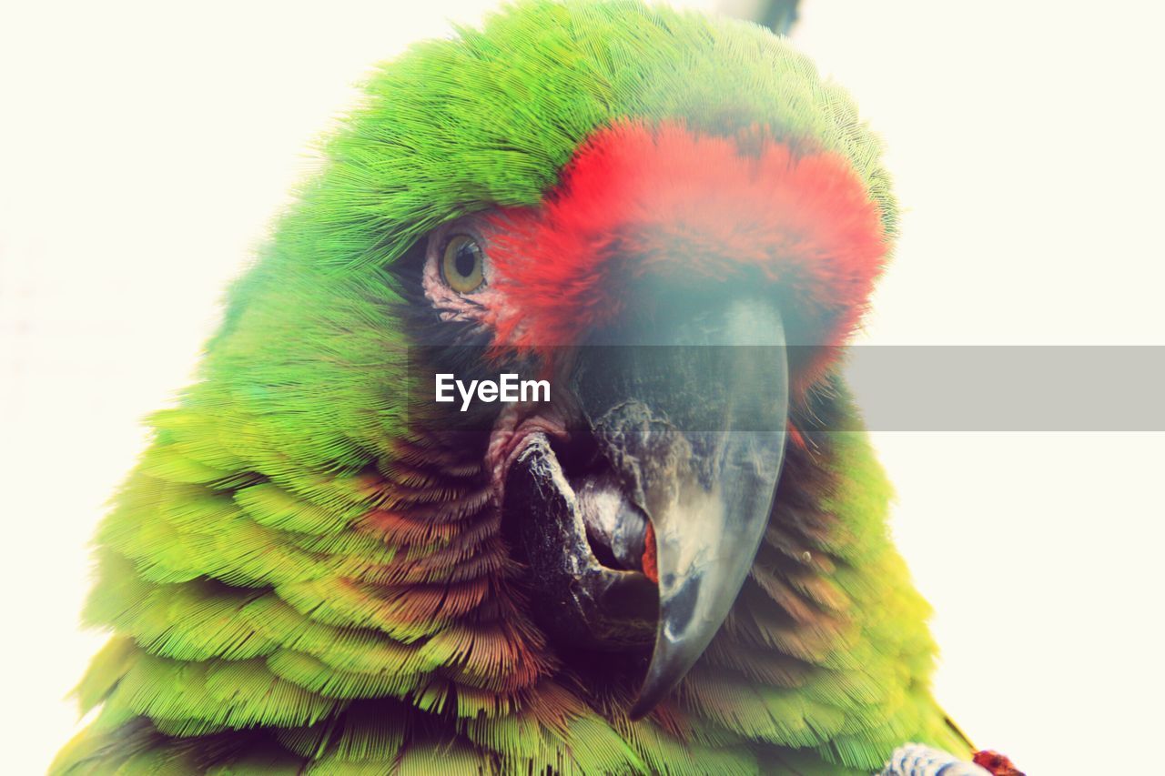 CLOSE-UP OF A PARROT