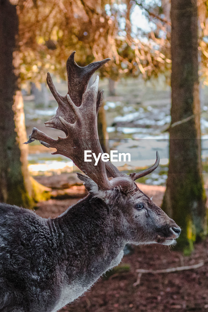 Side view of deer in forest