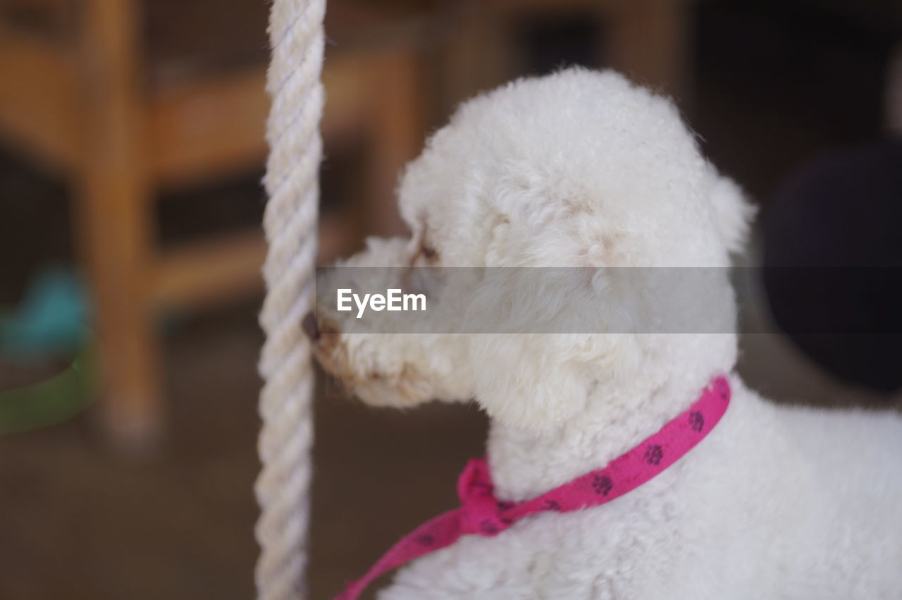 CLOSE-UP OF WHITE DOG INDOORS