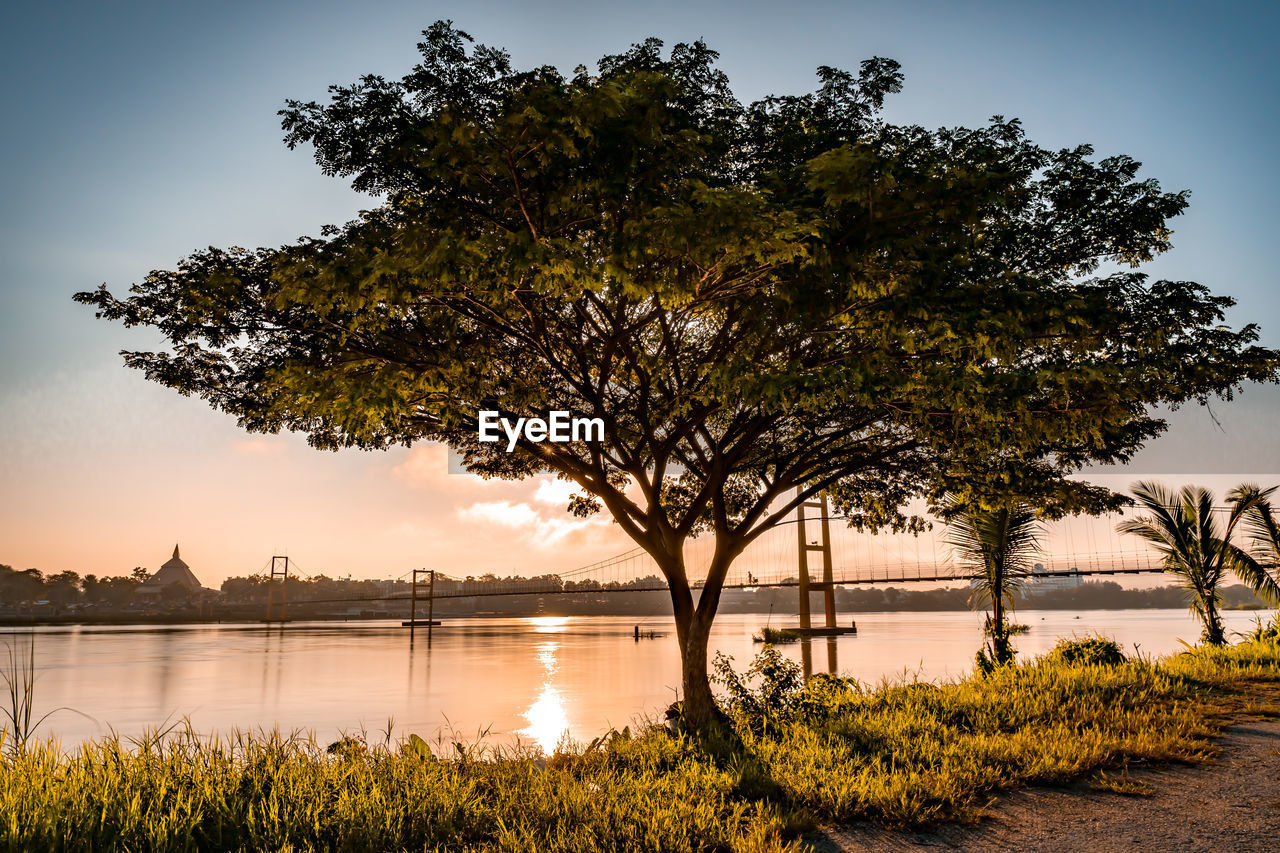 Trees by lake against sky during sunset