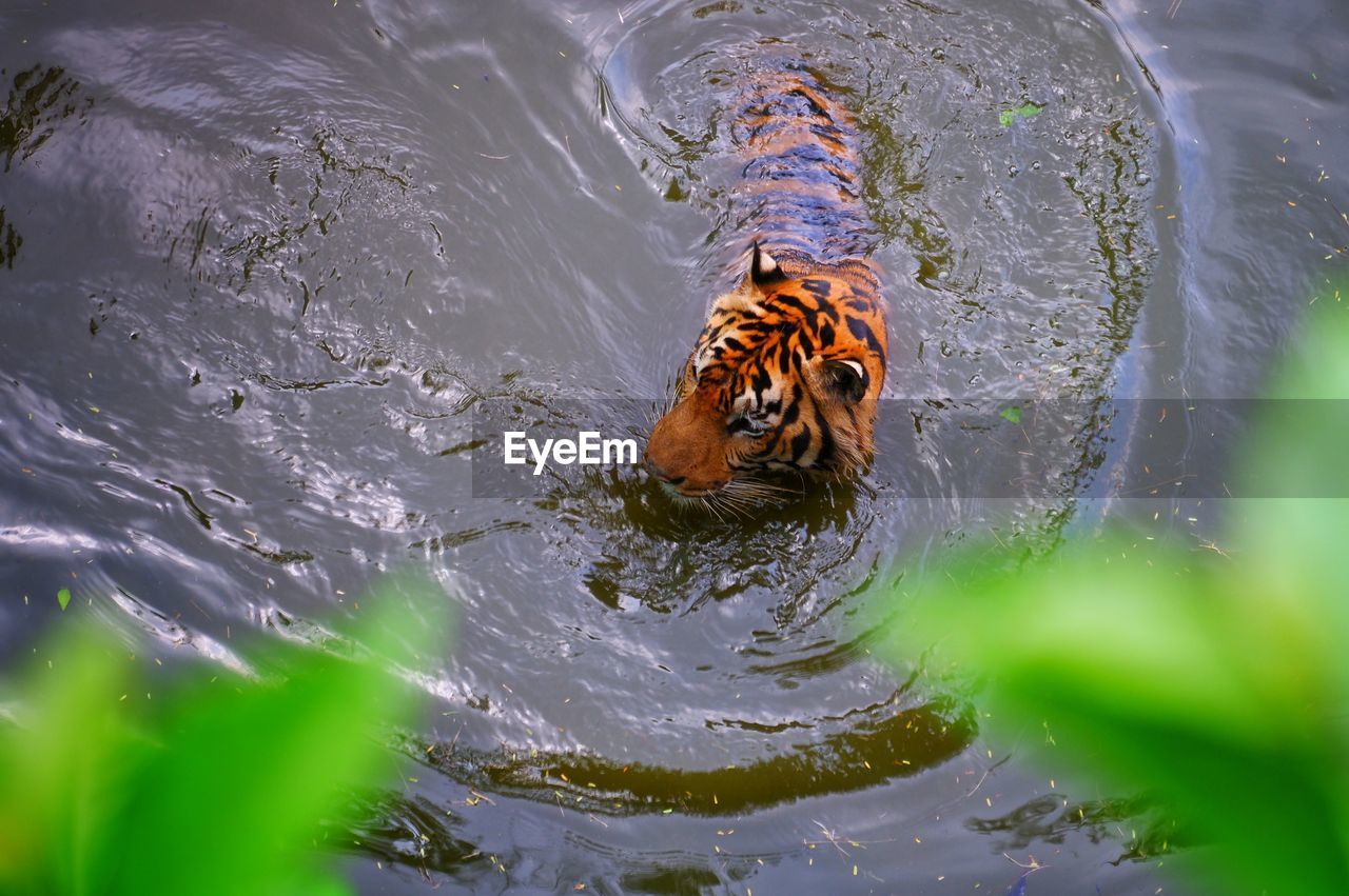 animal themes, animal, water, animal wildlife, one animal, wildlife, macro photography, nature, swimming, no people, animal body part, close-up, insect, outdoors, mammal, tiger, motion, lake, animal head, day