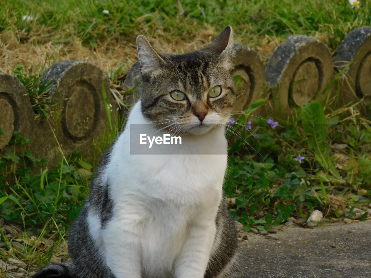 PORTRAIT OF A CAT IN FIELD