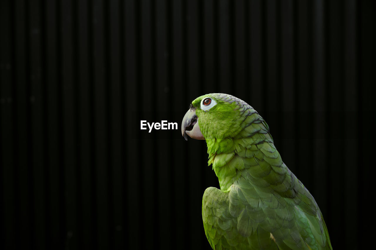 Tranquil pensive amazon parrot with bright green feathers