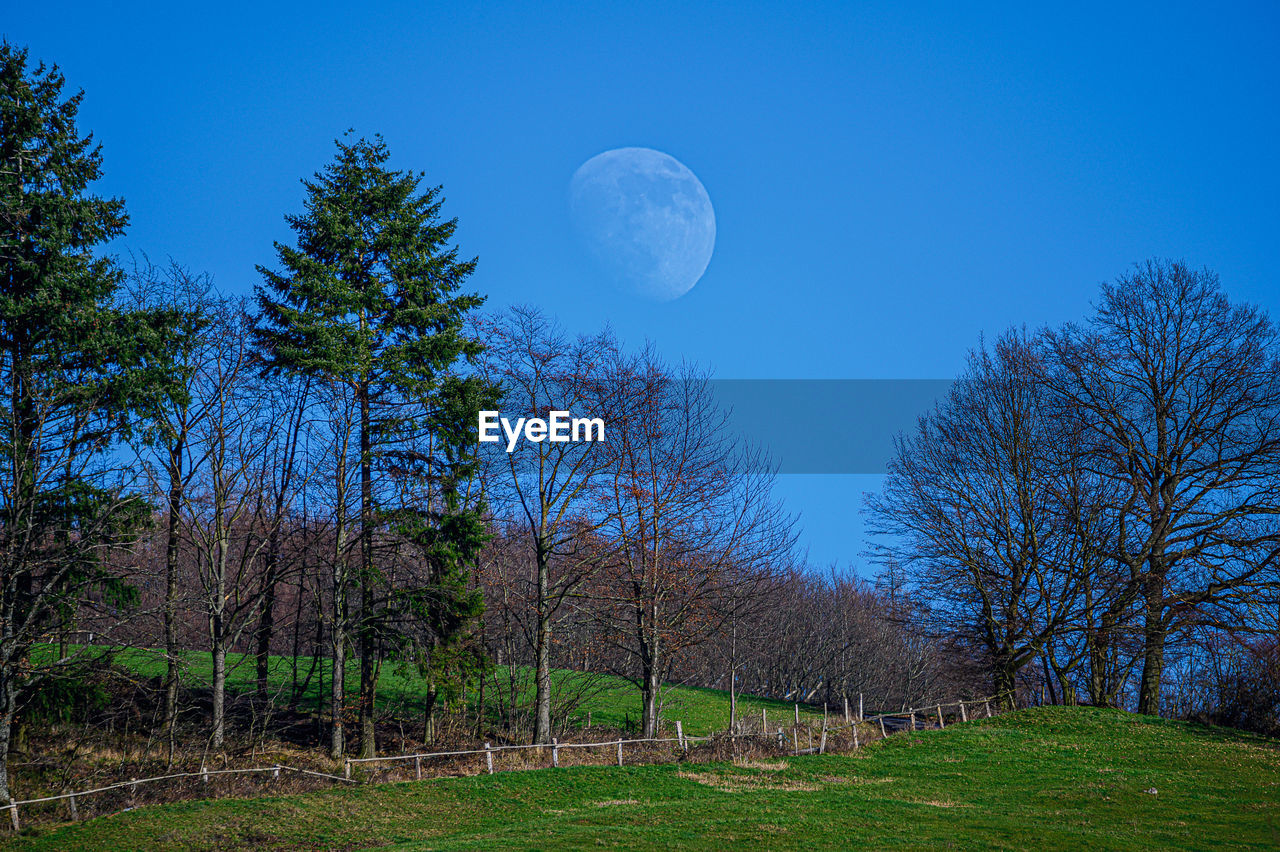 VIEW OF TREES ON FIELD AGAINST BLUE SKY