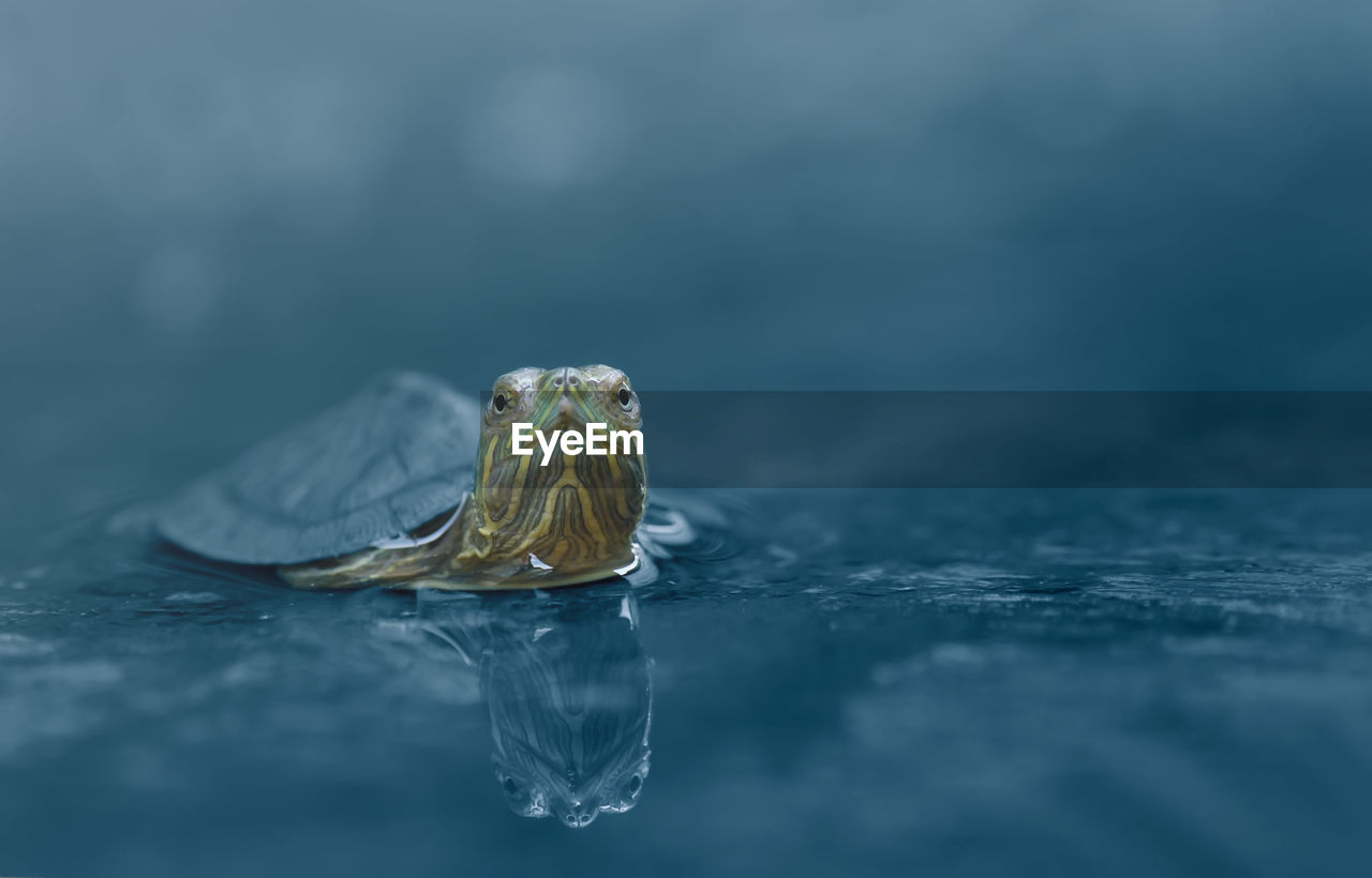 Close-up of tortoise swimming in lake