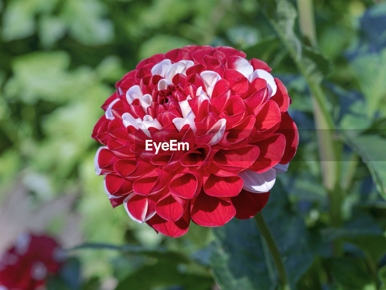 flower, plant, flowering plant, red, beauty in nature, freshness, petal, close-up, nature, flower head, inflorescence, fragility, growth, leaf, plant part, focus on foreground, no people, outdoors, rose, day