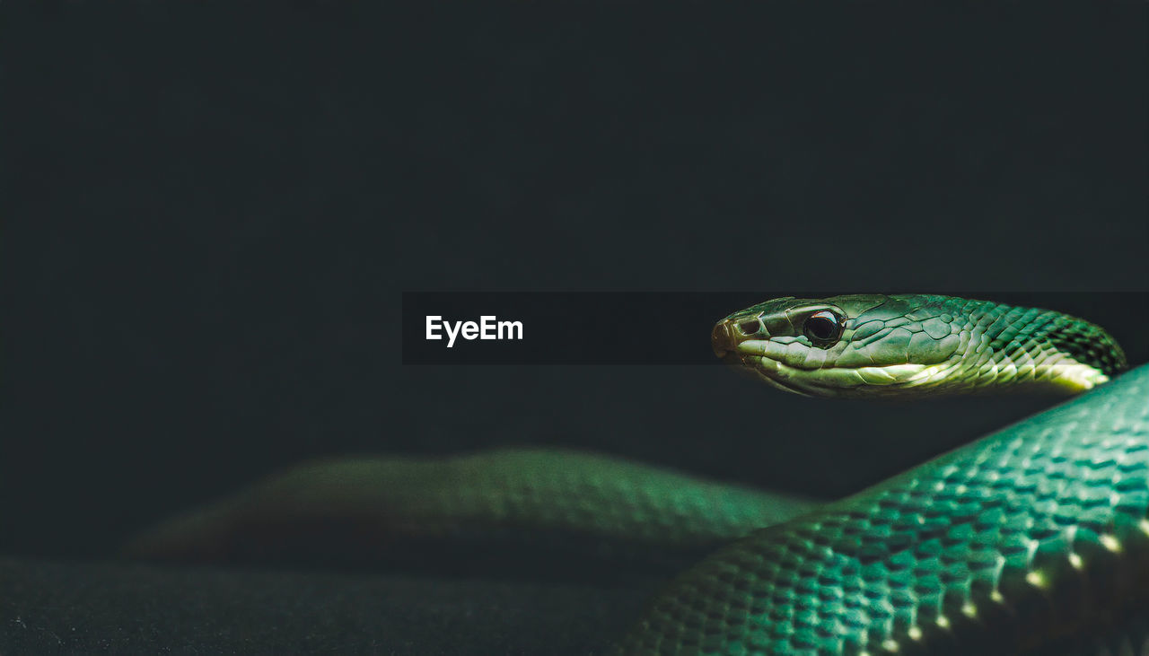 Close-up of snake against dark background