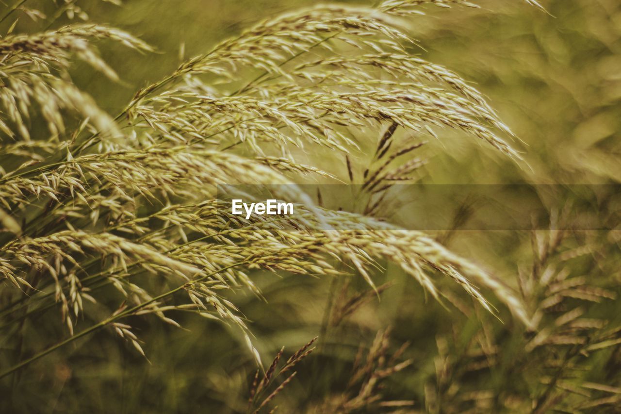 Close-up of reed in a field