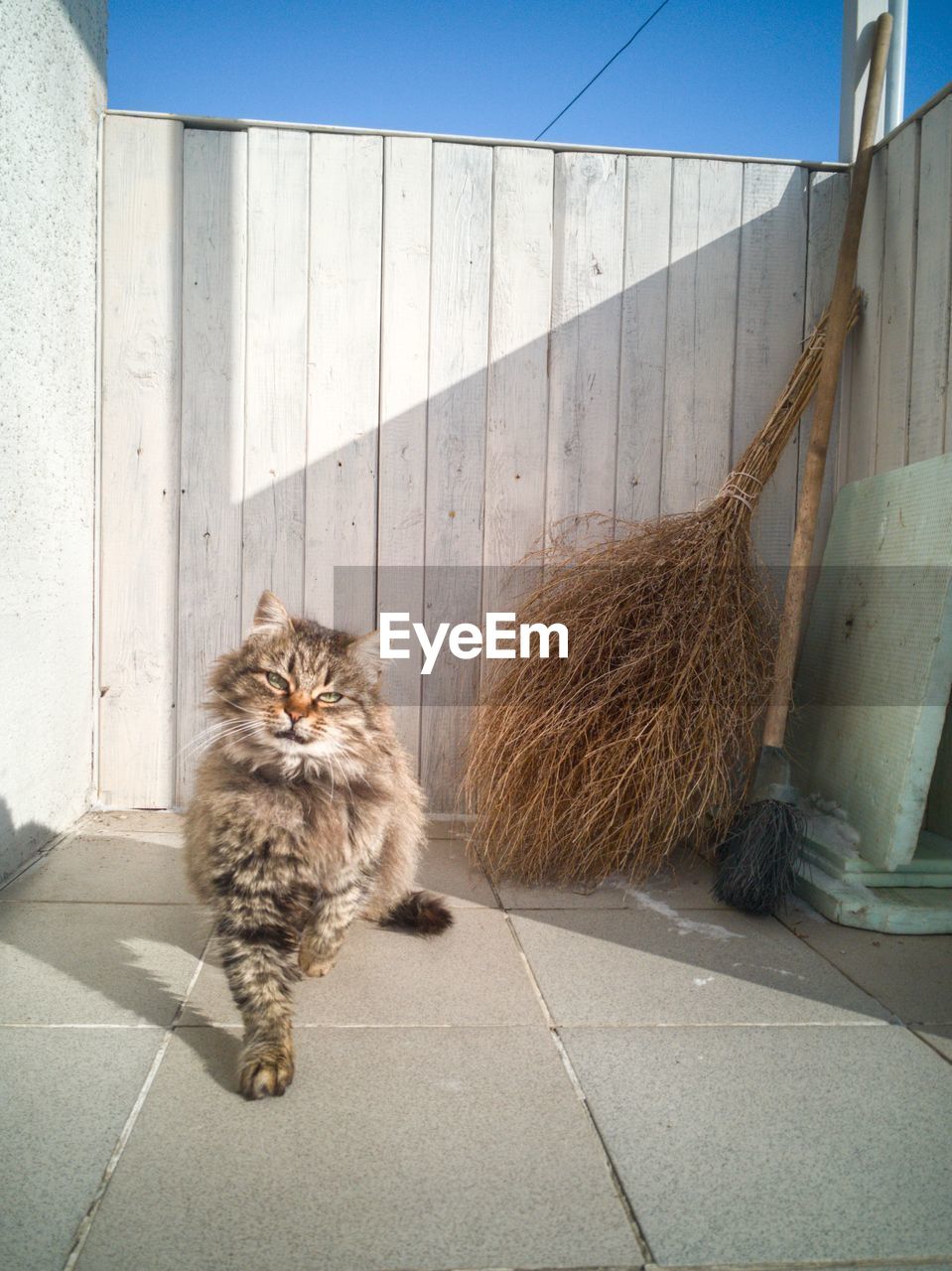 CAT LOOKING AWAY ON FLOOR