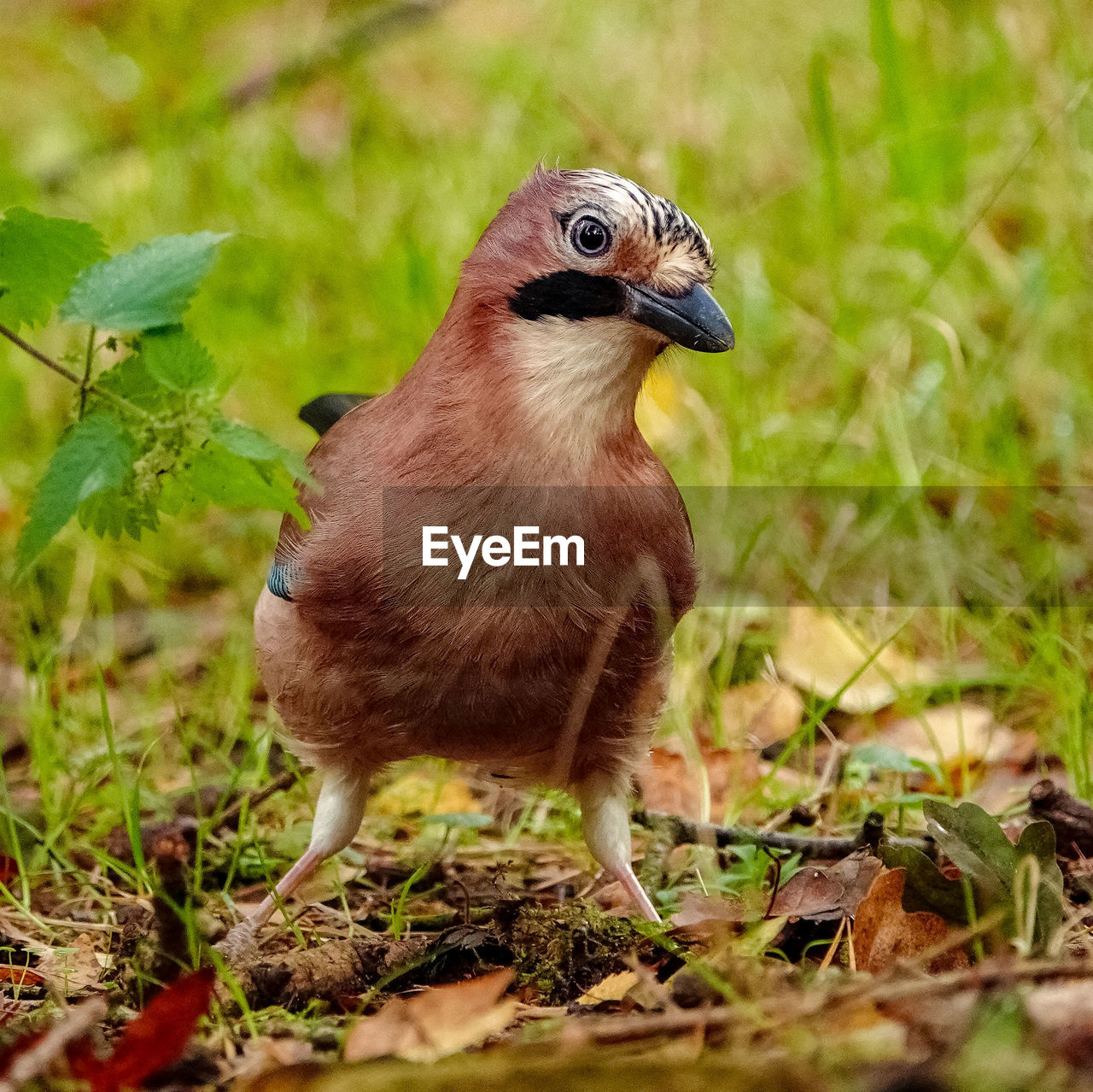 CLOSE-UP OF A BIRD