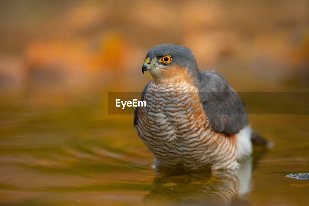 animal themes, animal, bird, animal wildlife, one animal, beak, wildlife, close-up, water, nature, no people, falcon, bird of prey, yellow, outdoors, day, beauty in nature, focus on foreground