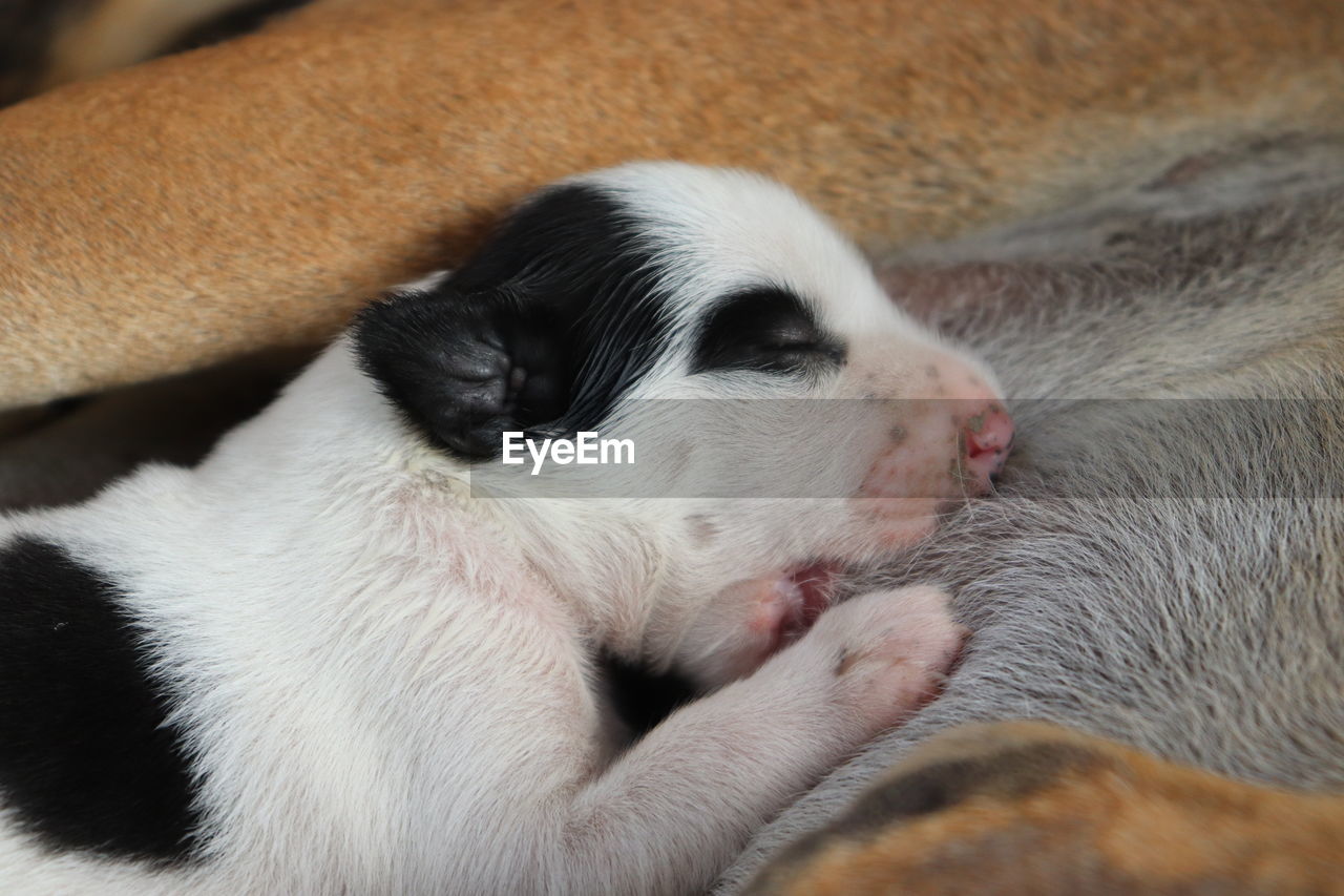 CLOSE-UP OF A DOG SLEEPING ON BLANKET