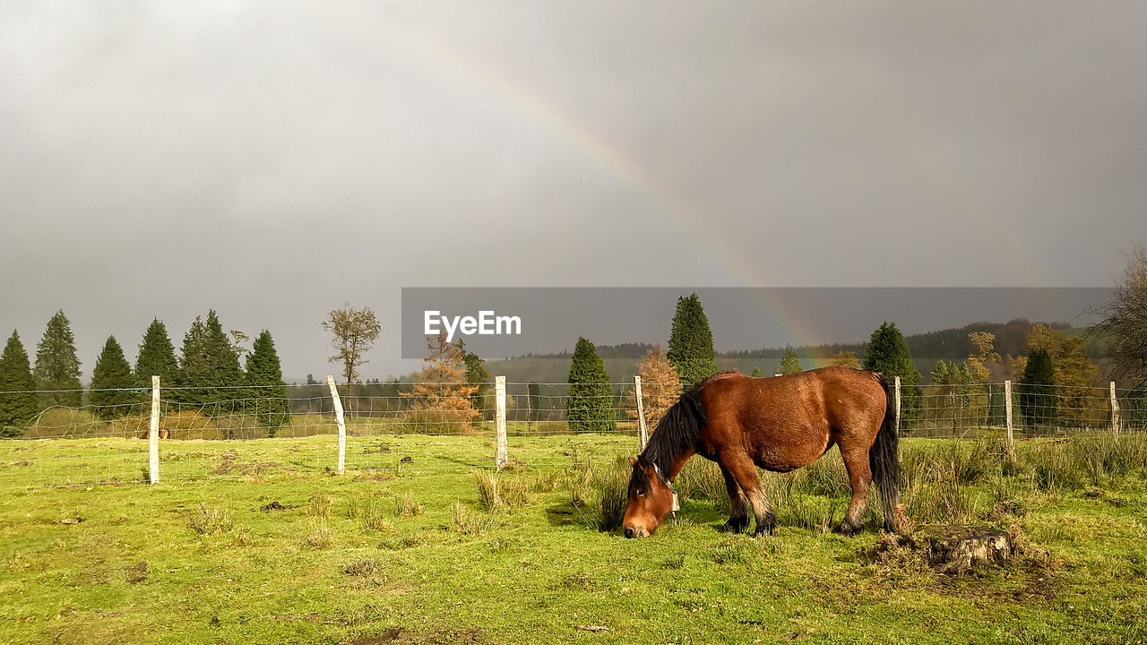 HORSE GRAZING IN FIELD