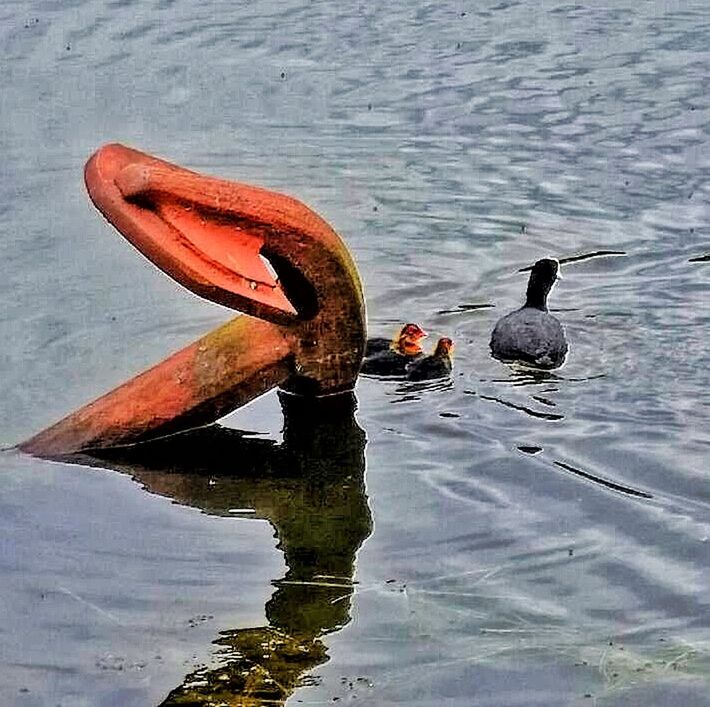 BIRDS IN WATER