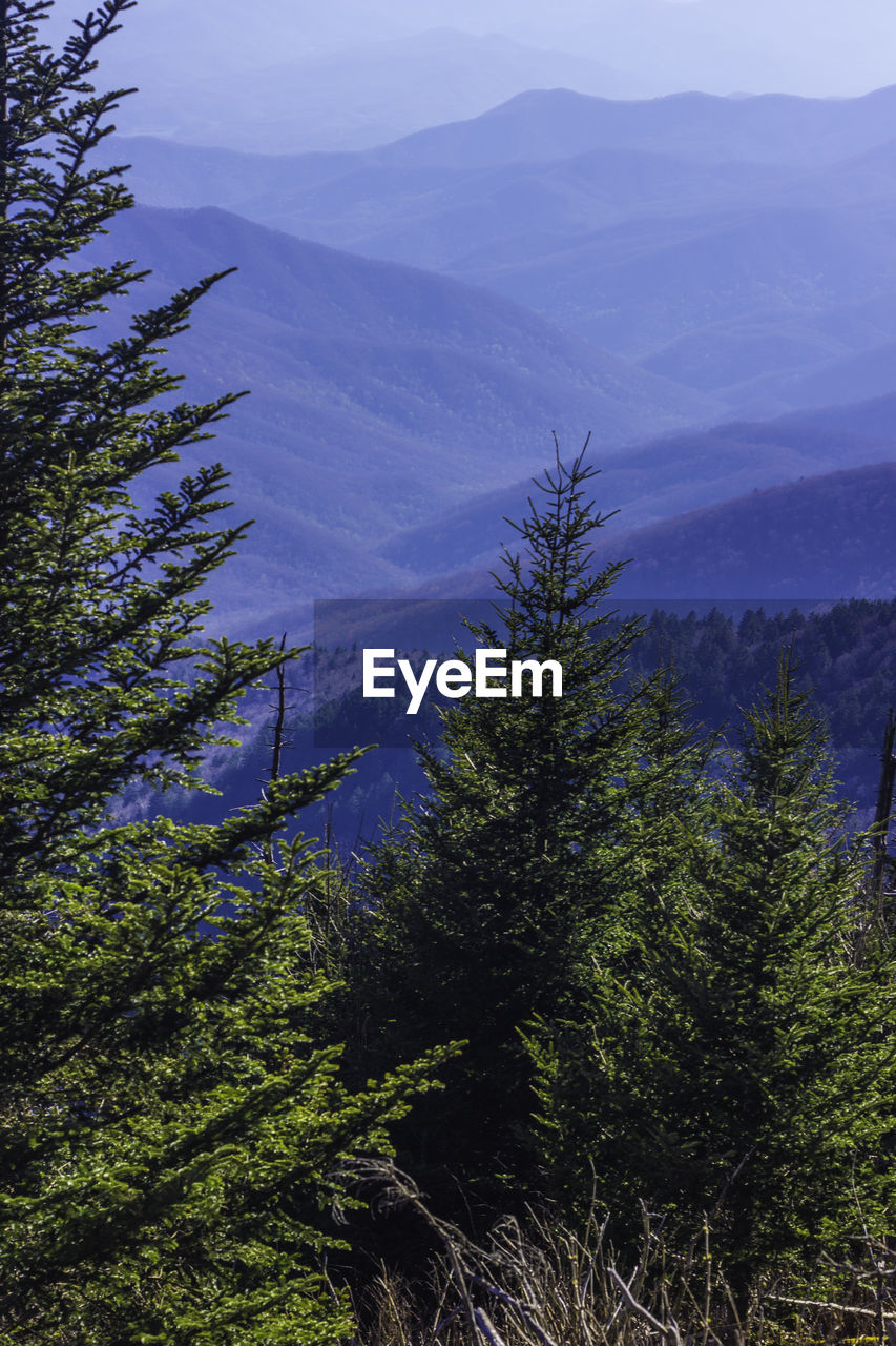 Scenic view of trees and mountains