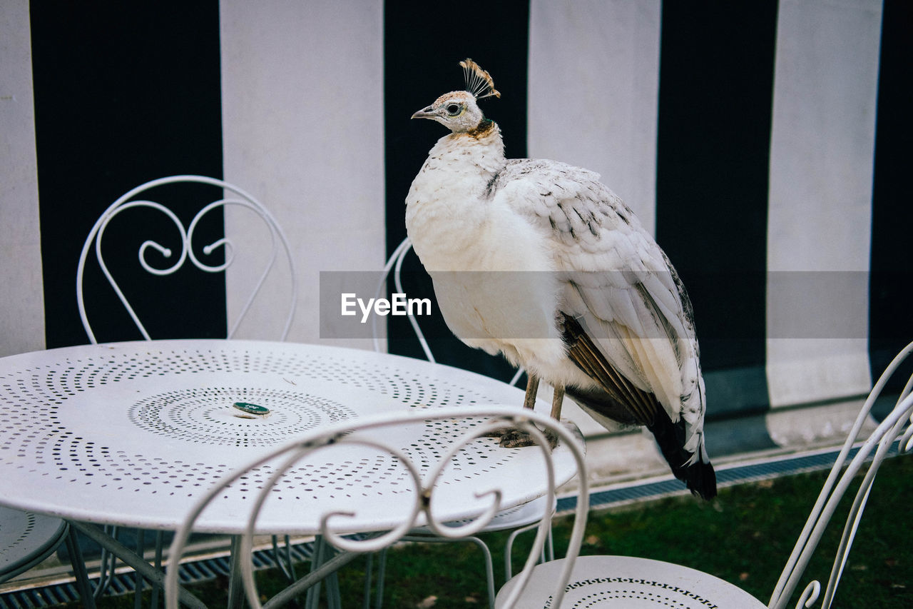 CLOSE-UP OF A BIRD ON TABLE