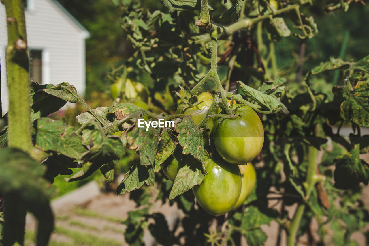Close-up of fruit growing on plant. tomato on farm. raw vegetables