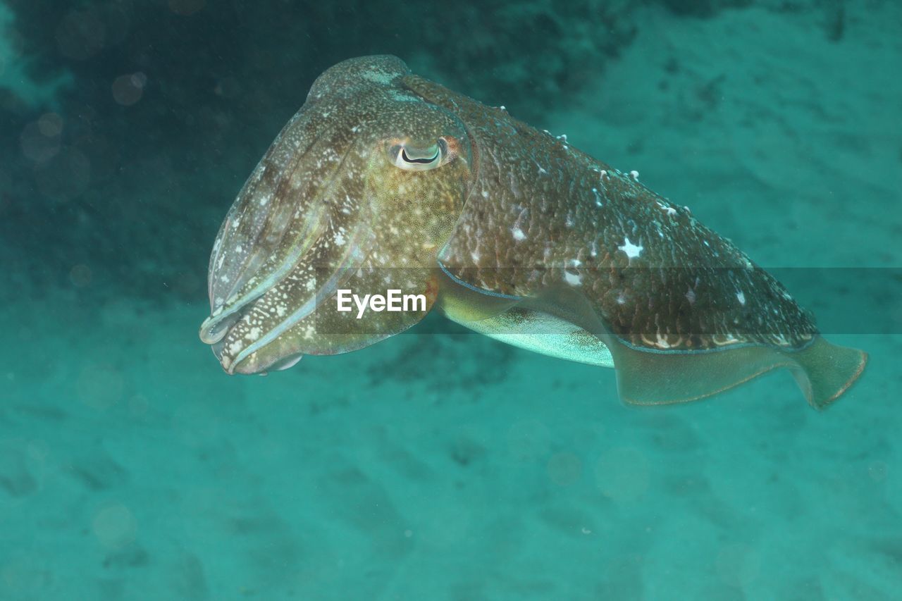 Close-up of tropical fish swimming in sea