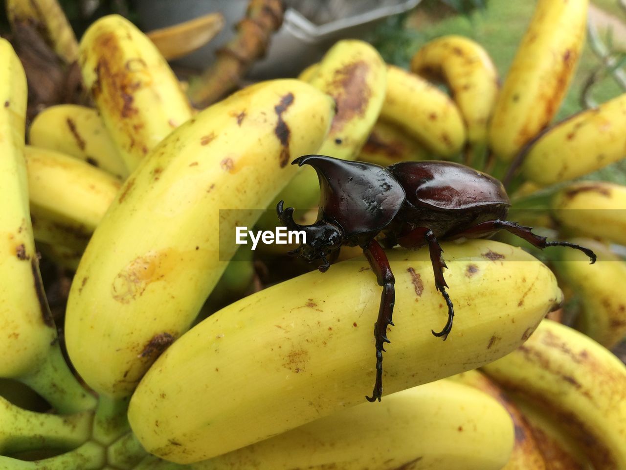 Close-up of insect on banana